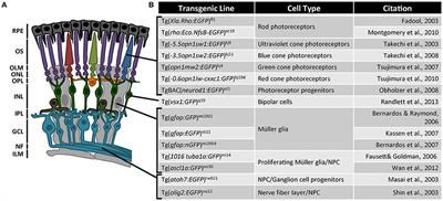 Opportunities for CRISPR/Cas9 Gene Editing in Retinal Regeneration Research